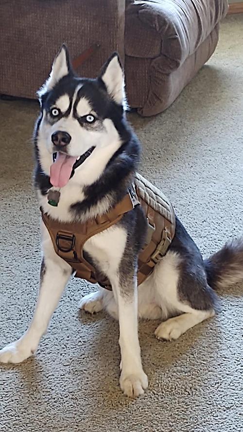 Tactical Dog Training Vest Adjustable Harness Set photo review
