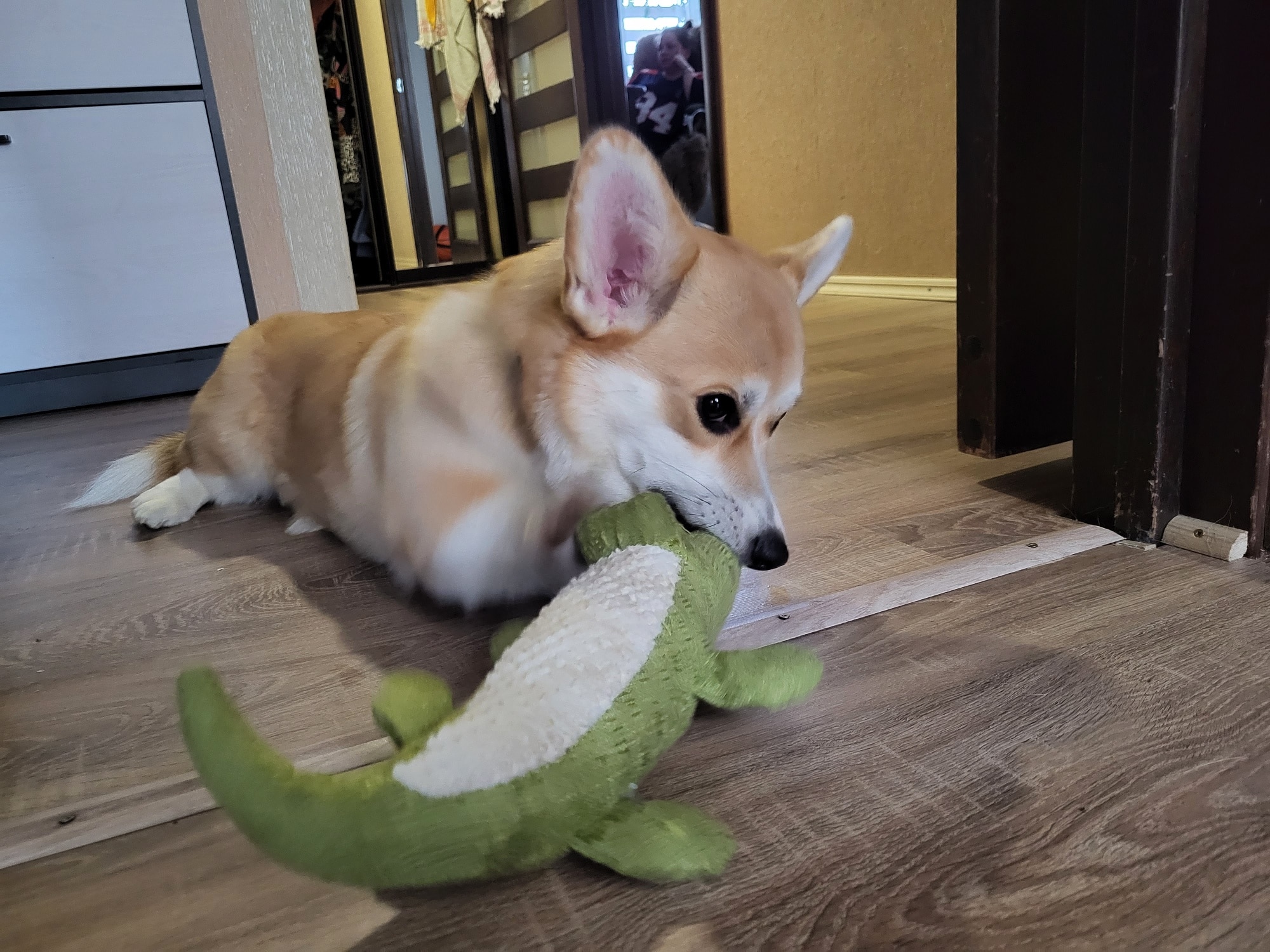 Interactive Alligator Dog Chew Toy - Soft Plush Sound Teeth Grinding Toy for Pets photo review