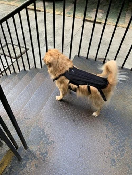 Pet Dog Back Brace for Various Sizes photo review