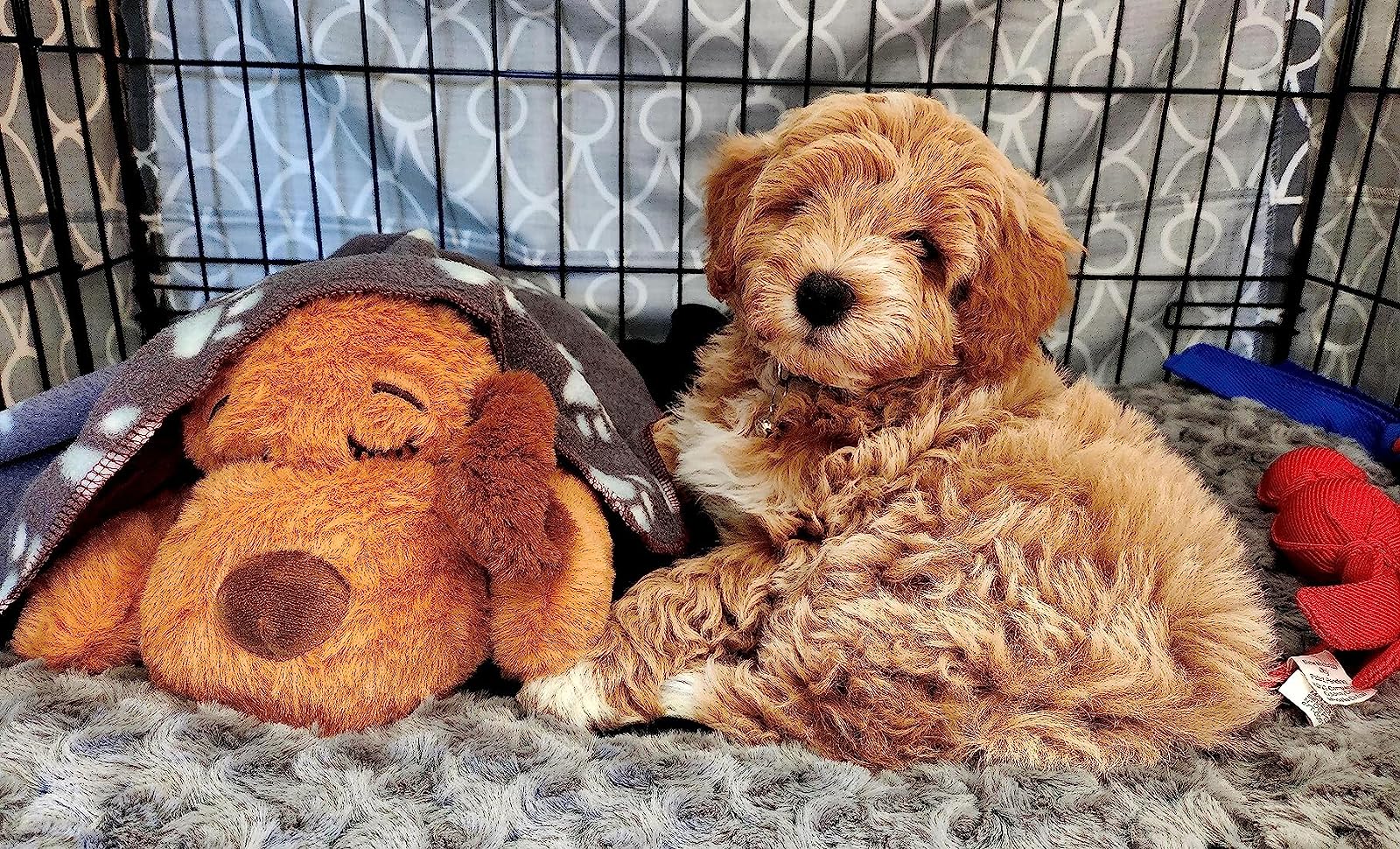 https://katycraftimage.s3.eu-west-2.amazonaws.com/pet-heartbeat-puppy-behavioral-training-dog-plush-pet-comfortable-snuggle-anxiety-relief-sleep-aid-doll-durable-drop-dc05-02378807-343906-review-8Y91RZWR9W.jpg