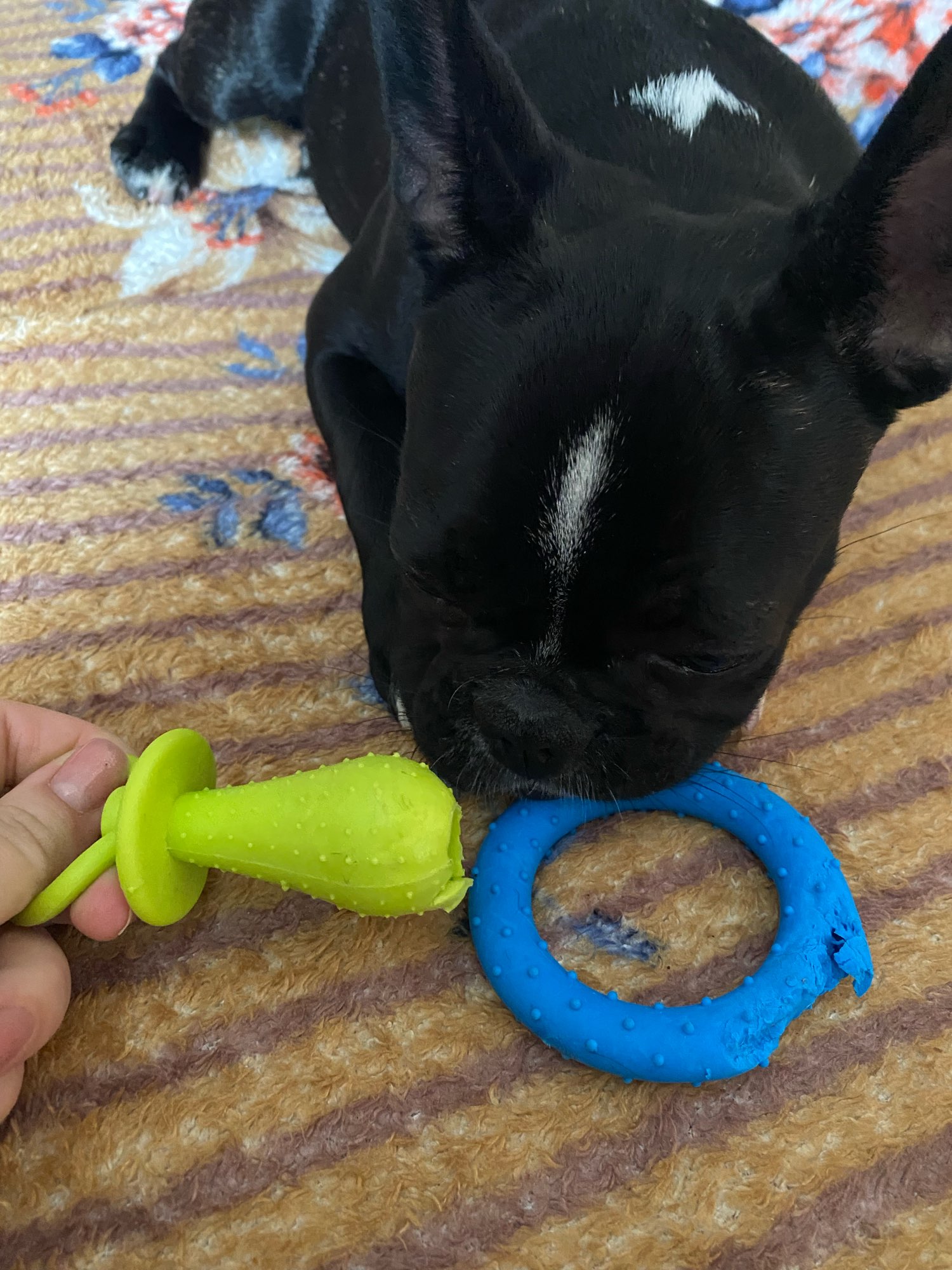 Multipet pacifier outlet dog toy