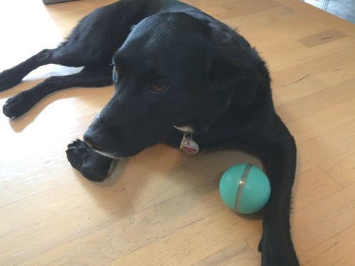 Smart Pet Ball photo review