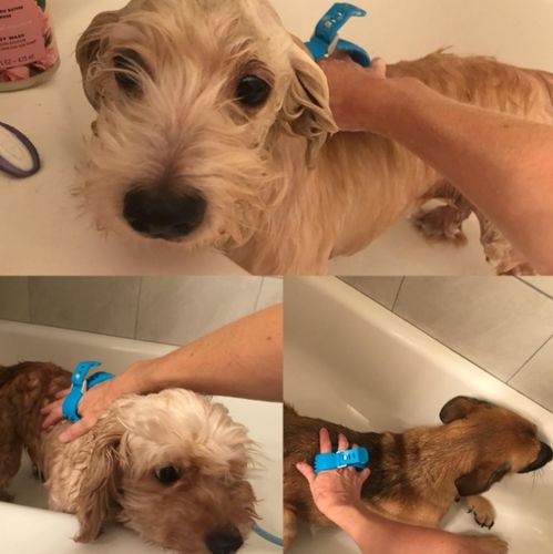 Portable Dog Shower Pet Bathing Tool Pet Dog Convenient Clean Water Pipe Spray Nozzle Strap photo review