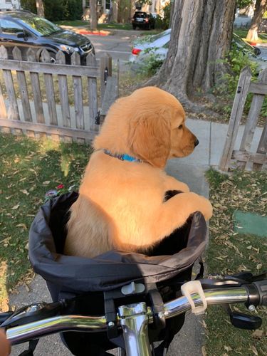 Premium Bicycle Dog Basket Front Dog Carrier Basket photo review