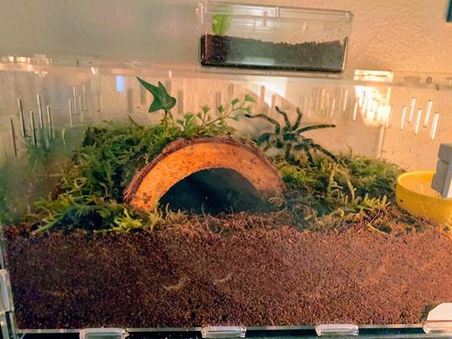 Premium Pvc Transparent Reptile Enclosure Terrarium Tank photo review