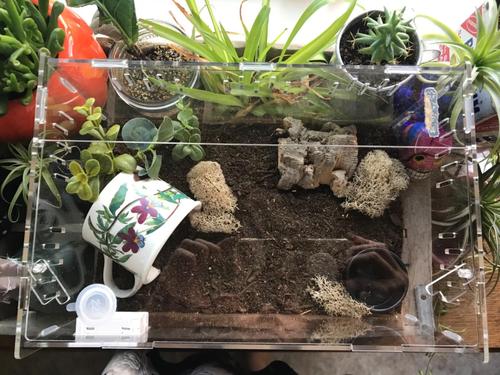 Premium Pvc Transparent Reptile Enclosure Terrarium Tank photo review