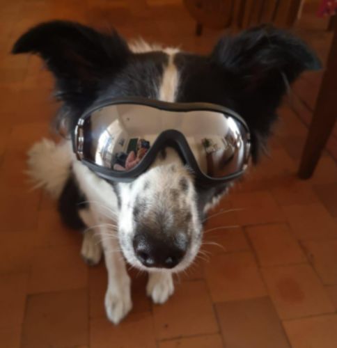 Waterproof Windproof Protective Dog Goggles with Sunscreen and UV Protection photo review