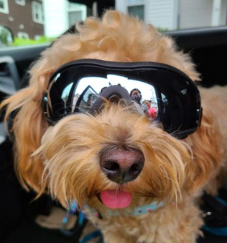 Waterproof Windproof Protective Dog Goggles with Sunscreen and UV Protection photo review