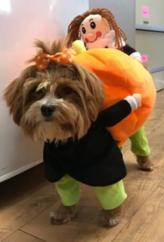 Pumpkin Halloween Dog Costume photo review
