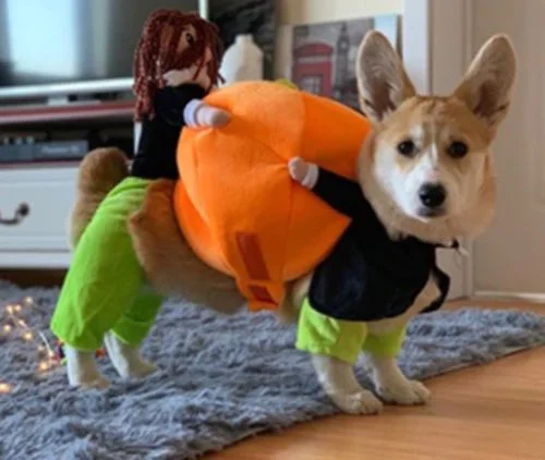 Pumpkin Halloween Dog Costume photo review