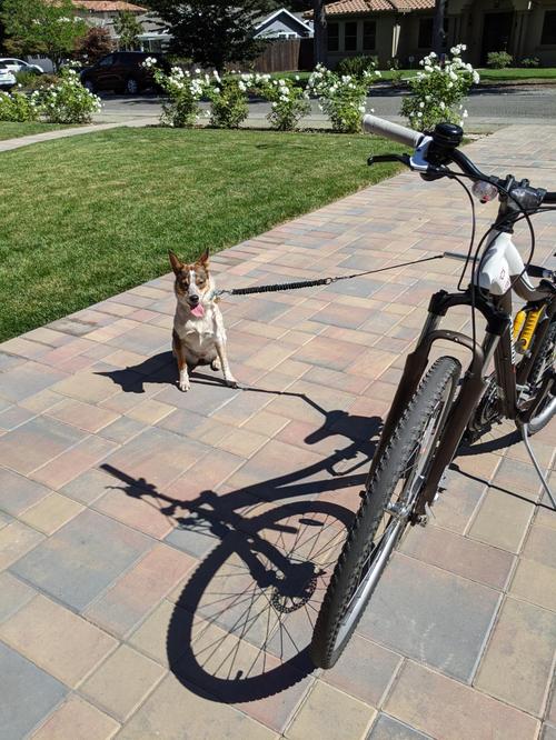 Retractable Dog Bike Leash with Stainless Steel Handle Bar photo review