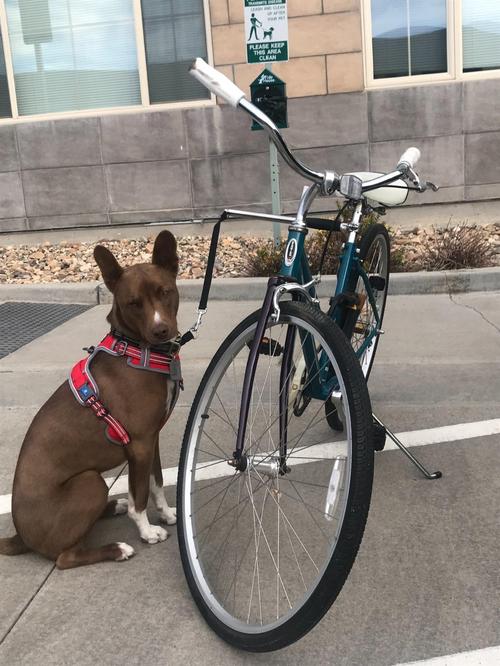 Retractable Dog Bike Leash with Stainless Steel Handle Bar photo review