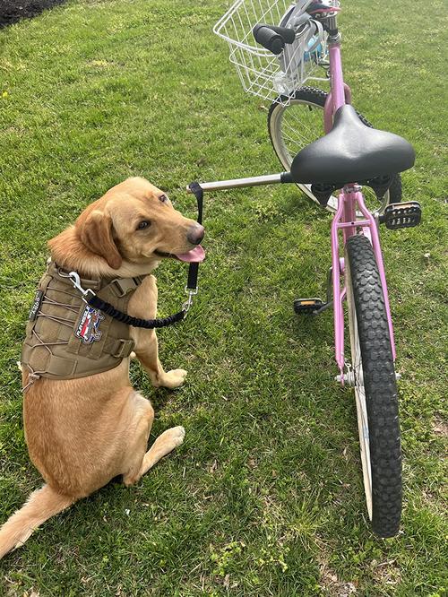 Retractable Dog Bike Leash with Stainless Steel Handle Bar photo review