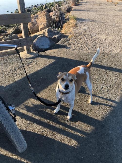 Retractable Dog Bike Leash with Stainless Steel Handle Bar photo review
