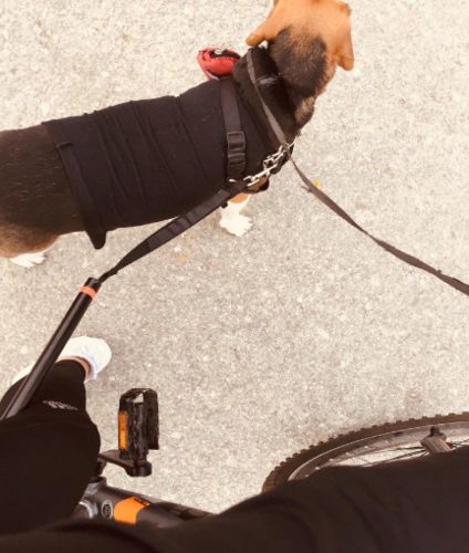 Rltgear Dog Bicycle Leash Bike Attachment Hands Pet Training Walker photo review
