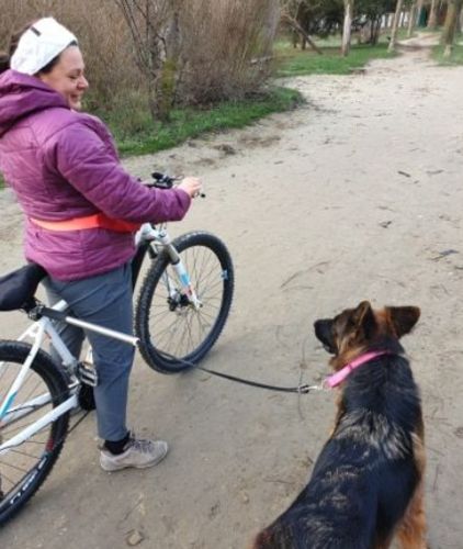 Dog Bicycle Leash Bike Attachment Hands Pet Training Walker, Bicycle Walking Dog Leash photo review