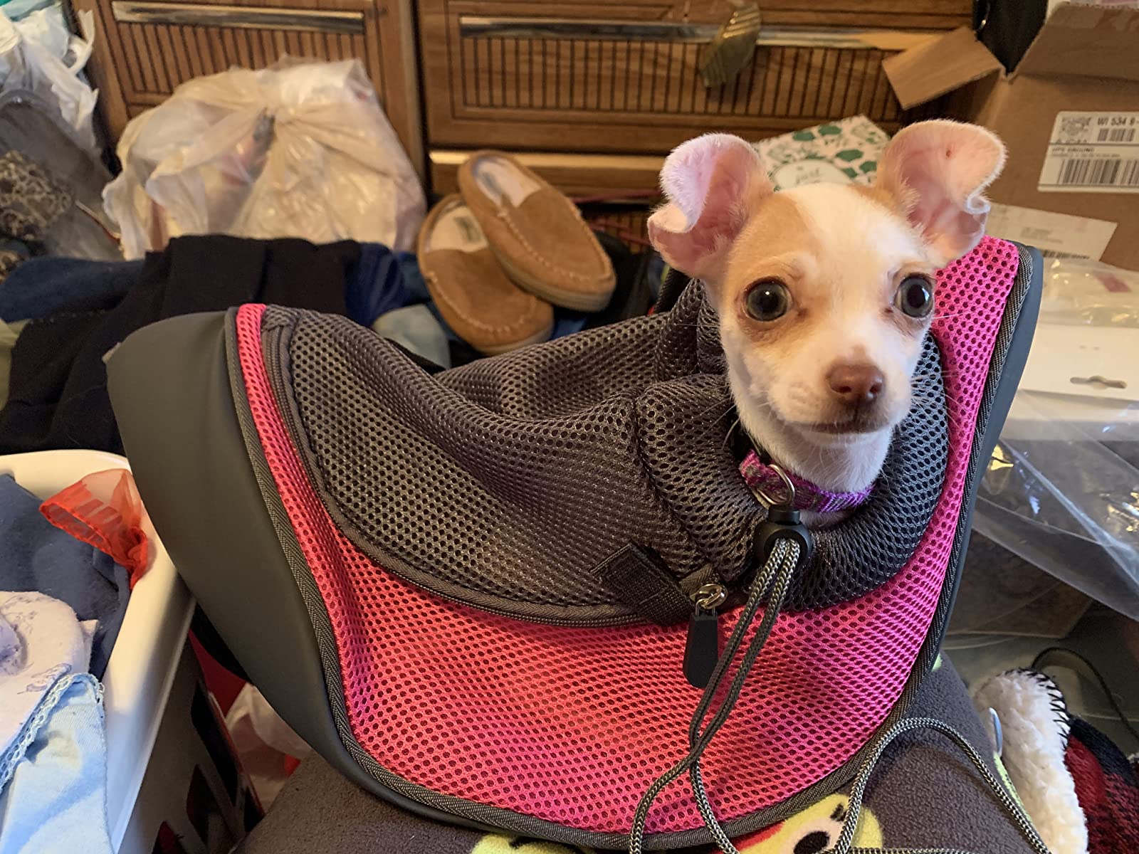 Sling Hands Free Carrier For Dogs And Cats photo review