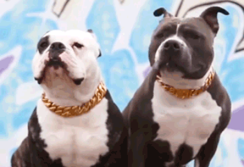 Thugpet Thick Cuban Dog Gold Chain Pet Collar