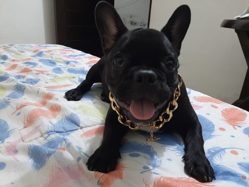 Pet Necklace Thick Gold Chain Plated Plastic Identified Safety Collar Puppy Dogs photo review