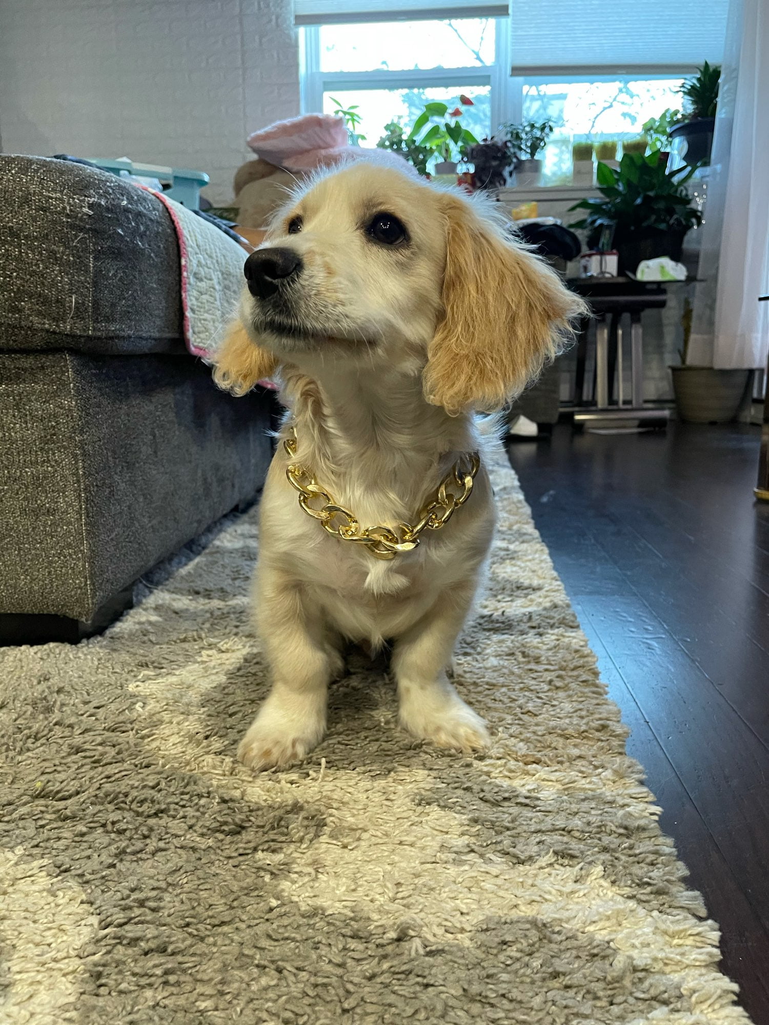 Pet Necklace Thick Gold Chain Plated Plastic Identified Safety Collar Puppy Dogs photo review
