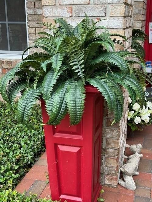 Uv Resistant Lifelike Artificial Boston Fern For Outdoors photo review