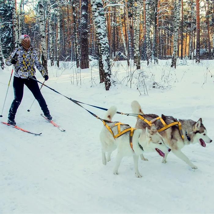 Waterproof Reflective Dog Sledding Harness for Large Dogs