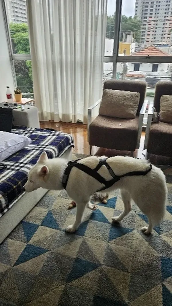 Waterproof Reflective Dog Sledding Harness for Large Dogs photo review