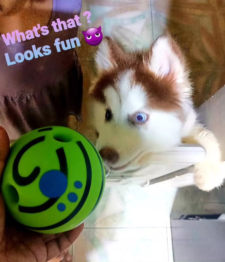 Ball Interactive Dog Toy Fun Giggle Sounds When Rolled photo review