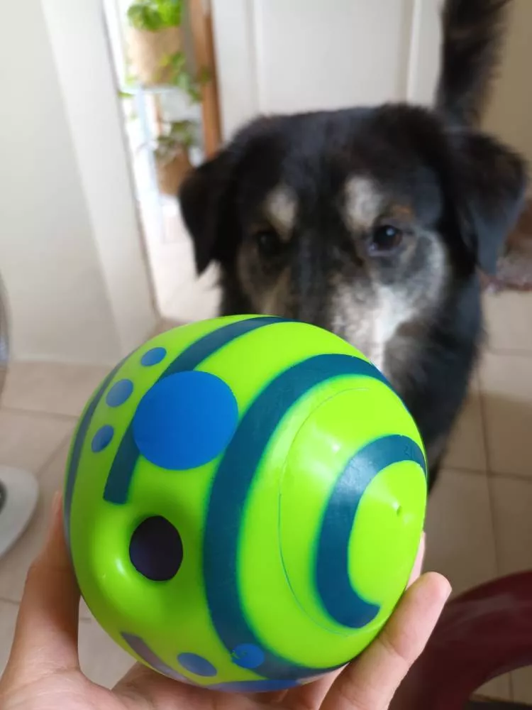 https://katycraftimage.s3.eu-west-2.amazonaws.com/wobble-wag-giggle-glow-ball-interactive-dog-toy-fun-giggle-sounds-when-rolled-or-shaken-pets-know-as-seen-on-tv-47089861-343924-review-VVV3ERRB9B.webp